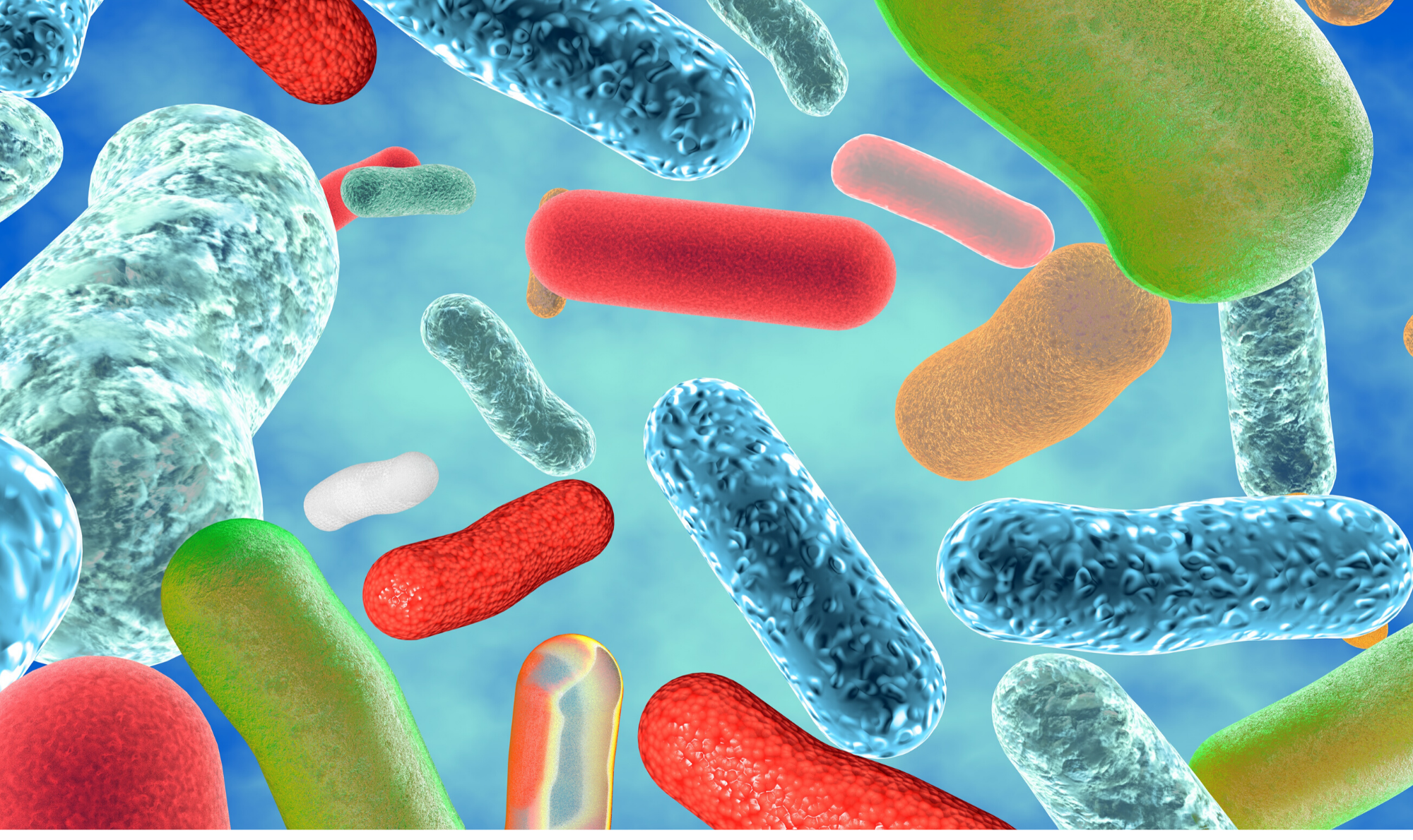 Бактерии добавки. Лактобактерии и бифидобактерии. Бифидобактерии это царство. Разнообразие бактерий. Кишечные бактерии.